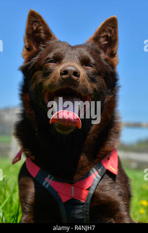 Ritratto di un australian kelpie cane con il salvataggio del sistema di cavi del cane Foto Stock