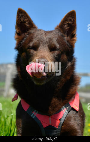 Ritratto di un australian kelpie cane con il salvataggio del sistema di cavi del cane Foto Stock
