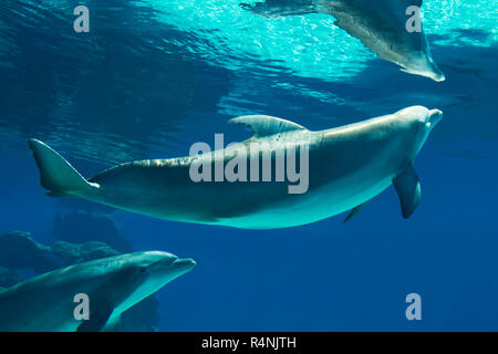 Ritratto di subacquea di sorridenti i delfini nuotare e giocare in acqua blu Foto Stock