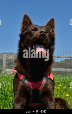 Ritratto di un australian kelpie cane con il salvataggio del sistema di cavi del cane Foto Stock