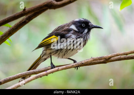 Colorato New Holland Honeyeater appollaiato sul ramo in Australia Occidentale Foto Stock
