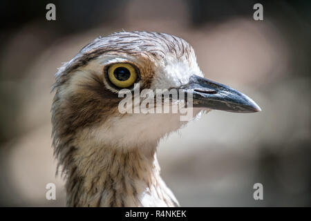 Ritratto di close-up di una bussola di pietra-curlew in Australia Foto Stock