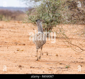 Un Kori Bustard camminando nel sud della savana africana Foto Stock