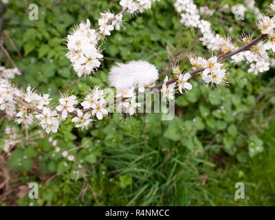 Bella bianco le teste dei fiori in piena fioritura su un albero con un catturato giù Foto Stock