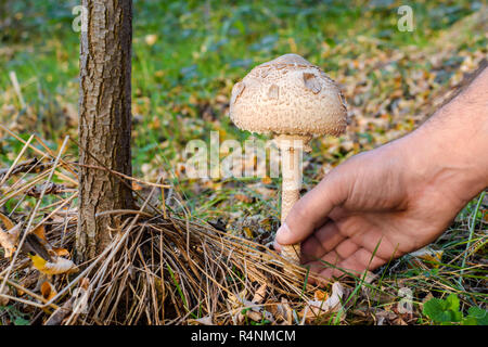 Una mano d'uomo la raccolta di funghi in autunno foresta. Giovani parasol fungo Macrolepiota procera nell'erba. Foto Stock