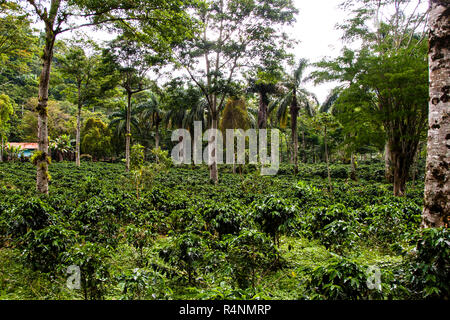 Policoltura piantagione di caffè a Finca Christina, Costa Rica Foto Stock