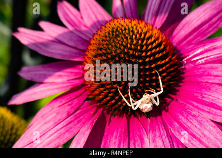 Un ragno granchio, Thomisidae, seduto su un cono di rosa fiori in un giardino in speculatore, NY USA in attesa di un ape per pranzo. Foto Stock