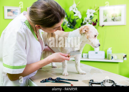 La donna sta esaminando un cane per flea in pet groomer Foto Stock