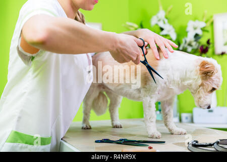 Piccolo Cane essendo furdressed ny donna in salotto Foto Stock