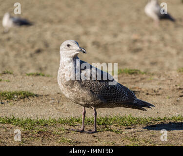 Giovani seagull permanente sulla spiaggia Foto Stock