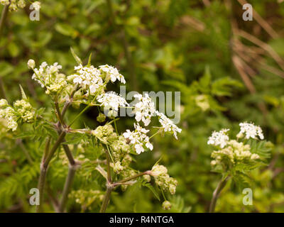 Hogweed bianco nella primavera tempo calore e luce cercando tranquillo Foto Stock