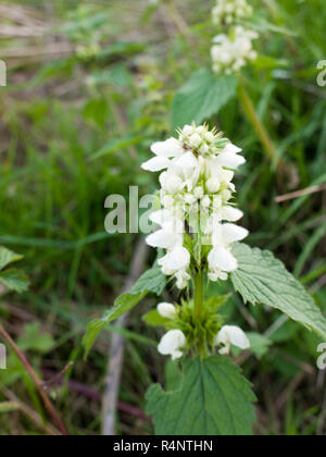 Rising fiori di colore bianco al di fuori della pianta con foglie Foto Stock