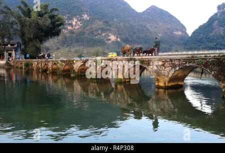 Jingxi cinese di Guangxi Zhuang Regione autonoma. 27 Nov, 2018. Gli abitanti di un villaggio di guidare il bestiame verso l'E'quan borgo sotto Xinjing città in Jingxi, sud della Cina di Guangxi Zhuang Regione autonoma, nov. 27, 2018. Credito: Zhang Shanchen/Xinhua/Alamy Live News Foto Stock