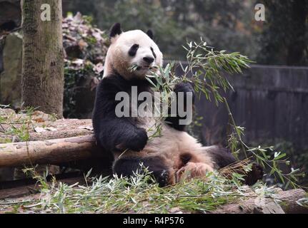 Hangzh, Hangzh, Cina. 28 Nov, 2018. Hangzhou, Cina-adorabili panda giganti a Hangzhou Zoo in Hangzhou, est ChinaÃ¢â'¬â"¢s nella provincia di Zhejiang. Credito: SIPA Asia/ZUMA filo/Alamy Live News Foto Stock