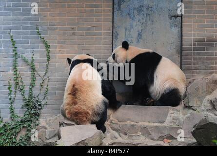 Hangzh, Hangzh, Cina. 28 Nov, 2018. Hangzhou, Cina-adorabili panda giganti a Hangzhou Zoo in Hangzhou, est ChinaÃ¢â'¬â"¢s nella provincia di Zhejiang. Credito: SIPA Asia/ZUMA filo/Alamy Live News Foto Stock
