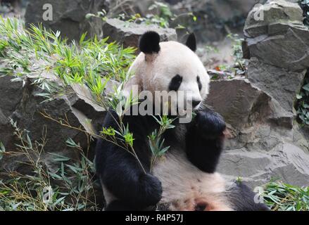 Hangzh, Hangzh, Cina. 28 Nov, 2018. Hangzhou, Cina-adorabili panda giganti a Hangzhou Zoo in Hangzhou, est ChinaÃ¢â'¬â"¢s nella provincia di Zhejiang. Credito: SIPA Asia/ZUMA filo/Alamy Live News Foto Stock