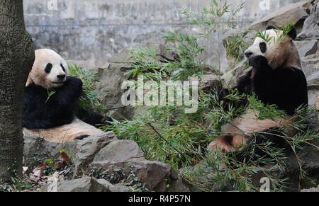 Hangzh, Hangzh, Cina. 28 Nov, 2018. Hangzhou, Cina-adorabili panda giganti a Hangzhou Zoo in Hangzhou, est ChinaÃ¢â'¬â"¢s nella provincia di Zhejiang. Credito: SIPA Asia/ZUMA filo/Alamy Live News Foto Stock