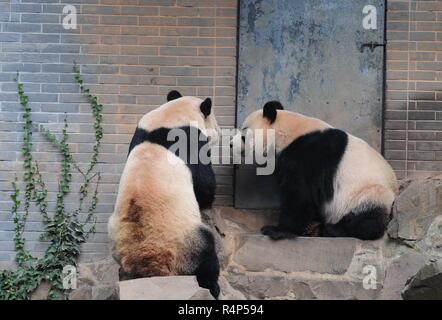 Hangzh, Hangzh, Cina. 28 Nov, 2018. Hangzhou, Cina-adorabili panda giganti a Hangzhou Zoo in Hangzhou, est ChinaÃ¢â'¬â"¢s nella provincia di Zhejiang. Credito: SIPA Asia/ZUMA filo/Alamy Live News Foto Stock
