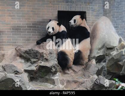 Hangzh, Hangzh, Cina. 28 Nov, 2018. Hangzhou, Cina-adorabili panda giganti a Hangzhou Zoo in Hangzhou, est ChinaÃ¢â'¬â"¢s nella provincia di Zhejiang. Credito: SIPA Asia/ZUMA filo/Alamy Live News Foto Stock