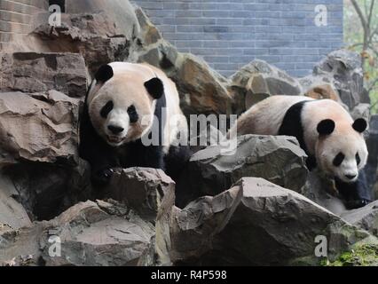 Hangzh, Hangzh, Cina. 28 Nov, 2018. Hangzhou, Cina-adorabili panda giganti a Hangzhou Zoo in Hangzhou, est ChinaÃ¢â'¬â"¢s nella provincia di Zhejiang. Credito: SIPA Asia/ZUMA filo/Alamy Live News Foto Stock