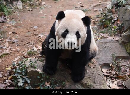 Hangzh, Hangzh, Cina. 28 Nov, 2018. Hangzhou, Cina-adorabili panda giganti a Hangzhou Zoo in Hangzhou, est ChinaÃ¢â'¬â"¢s nella provincia di Zhejiang. Credito: SIPA Asia/ZUMA filo/Alamy Live News Foto Stock