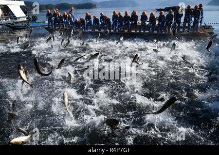 Hangzhou, cinese della Provincia di Zhejiang. 28 Nov, 2018. I pescatori tirare un enorme rete da pesca sul Lago di Qiandao in Hangzhou, a est della capitale cinese della Provincia di Zhejiang, nov. 28, 2018. Più di 30 pescatori ha preso parte in un hugh-PESCA-net qui raccolto il mercoledì. Credito: Huang Zongzhi/Xinhua/Alamy Live News Foto Stock
