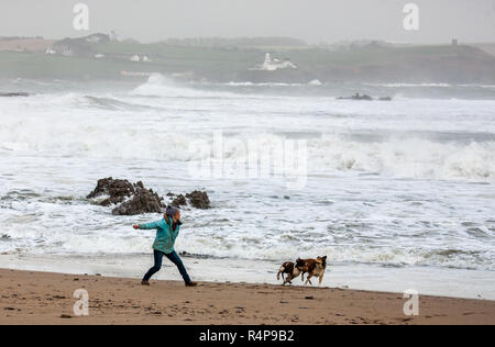 Myrtleville, Cork, Irlanda. 28 Novembre,2018. Chris Brownlow da Crosshaven gioca con i suoi due cani Smarty e in autunno durante la tempesta Diana sulla spiaggia Myrtleville, Cork, Irlanda. Credito: David Creedon/Alamy Live News Foto Stock