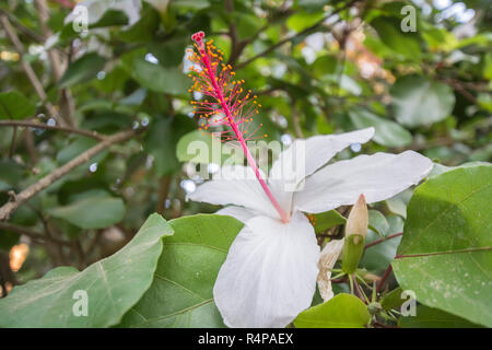 Bianco Fiori di ibisco in un bellissimo giardino Foto Stock