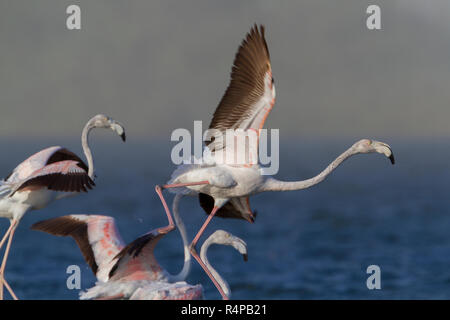 Fenicottero maggiore (Phoenicopterus roseus), immatures in volo Foto Stock