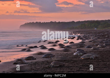 Un massiccio di nidificazione delle tartarughe di Olive Ridley tartarughe di mare in spiaggia Ostional; Costa Rica, Guancaste Foto Stock
