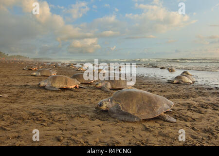 Un massiccio di nidificazione delle tartarughe di Olive Ridley tartarughe di mare in spiaggia Ostional; Costa Rica, Guancaste Foto Stock