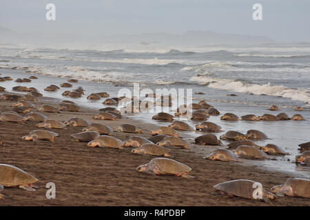 Un massiccio di nidificazione delle tartarughe di Olive Ridley tartarughe di mare in spiaggia Ostional; Costa Rica, Guancaste Foto Stock