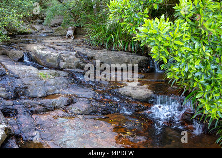 Twin Falls cascate nel pittoresco Springbrook national park, nell'entroterra della Gold Coast, Queensland, Australia Foto Stock