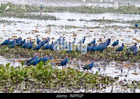 Viola moorhen, localmente denominata Kaim a Baikka Beel Santuario. Si tratta di un santuario della fauna selvatica in Ave Haor zone umide vicino a Srimangal. Moulvibazar, Bangla Foto Stock