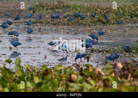 Viola moorhen, localmente denominata Kaim a Baikka Beel Santuario. Si tratta di un santuario della fauna selvatica in Ave Haor zone umide vicino a Srimangal. Moulvibazar, Bangla Foto Stock