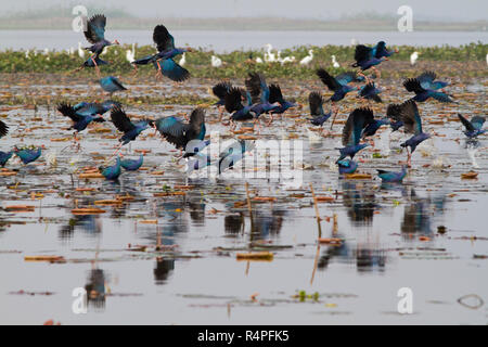 Viola moorhen, localmente denominata Kaim a Baikka Beel Santuario. Si tratta di un santuario della fauna selvatica in Ave Haor zone umide vicino a Srimangal. Moulvibazar, Bangla Foto Stock