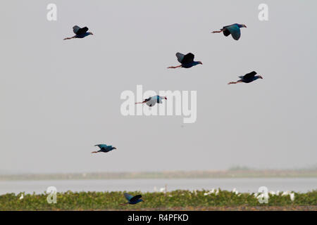 Viola moorhen, localmente denominata Kaim a Baikka Beel Santuario. Si tratta di un santuario della fauna selvatica in Ave Haor zone umide vicino a Srimangal. Moulvibazar, Bangla Foto Stock