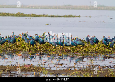 Viola moorhen, localmente denominata Kaim a Baikka Beel Santuario. Si tratta di un santuario della fauna selvatica in Ave Haor zone umide vicino a Srimangal. Moulvibazar, Bangla Foto Stock