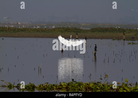Airone bianco maggiore, localmente denominata Boro Bok a Baikka Beel Santuario. Si tratta di un santuario della fauna selvatica in Ave Haor zone umide vicino a Srimangal. Moulvibazar, Bangl Foto Stock
