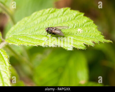 Un normale comune volare al di fuori della foresta restin su una foglia close up macro con piena nitide e dettagli nitidi Foto Stock