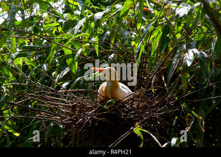 Airone guardabuoi localmente noto come andare Bok. Moulvibazar, Bangladesh. Foto Stock