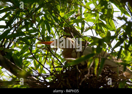 Airone guardabuoi localmente noto come andare Bok. Moulvibazar, Bangladesh. Foto Stock