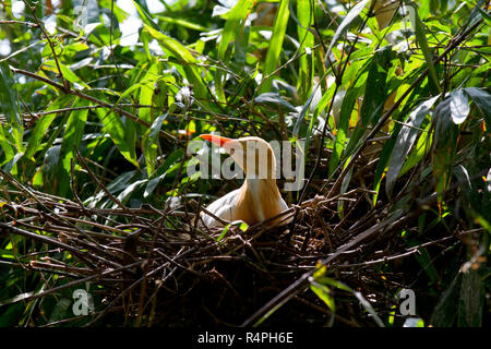 Airone guardabuoi localmente noto come andare Bok. Moulvibazar, Bangladesh. Foto Stock