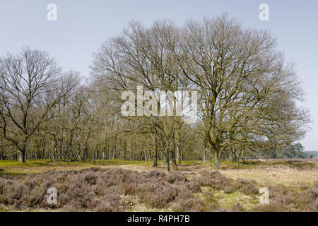 Brughiera con alberi di quercia in il Nationaal Park Hoge Veluwe, Paesi Bassi. Foto Stock