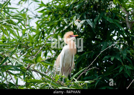 Airone guardabuoi localmente noto come andare Bok. Moulvibazar, Bangladesh. Foto Stock