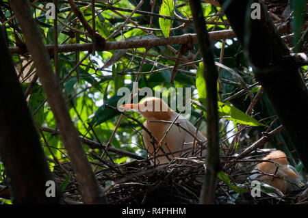 Airone guardabuoi localmente noto come andare Bok. Moulvibazar, Bangladesh. Foto Stock