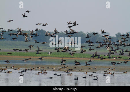 Stormo di uccelli migratori a Tanguar Haor anche chiamato Tangua Haor. Si tratta di un unico ecosistema delle paludi. Ogni inverno il haor è casa di circa 200 tipi o Foto Stock