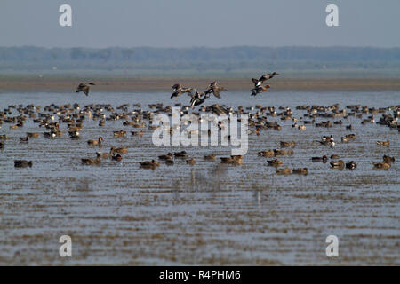 Stormo di uccelli migratori a Tanguar Haor anche chiamato Tangua Haor. Si tratta di un unico ecosistema delle paludi. Ogni inverno il haor è casa di circa 200 tipi o Foto Stock