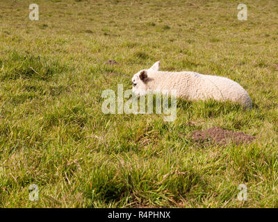 Unico agnello di pecora in appoggio a testa in giù sul terreno erboso prato Foto Stock