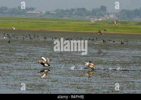 Stormo di uccelli migratori a Tanguar Haor anche chiamato Tangua Haor. Si tratta di un unico ecosistema delle paludi. Ogni inverno il haor è casa di circa 200 tipi o Foto Stock